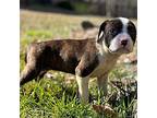 Pammi American Pit Bull Terrier Puppy Female