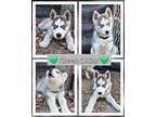 Green Collar Husky Puppy Male