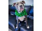 Charlotte American Pit Bull Terrier Adult Female
