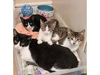 Betsy American Shorthair Adult Female