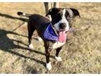 Hope Labrador Retriever Adult Female