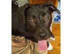 Merry Me Labrador Retriever Puppy Male