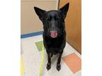 Molly German Shepherd Dog Adult Female