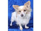 Benny Walworth Kramer Chihuahua Adult Male
