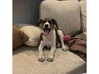 Omelets Australian Cattle Dog Puppy Male