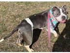 Petunia English Bulldog Adult Female