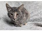 Stacie Domestic Shorthair Kitten Female