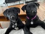 Beca Labrador Retriever Puppy Female