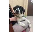 Bonnie Great Pyrenees Puppy Female