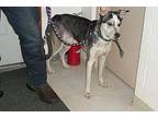 FREYA Husky Adult Female