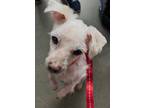 Snowball Maltese Adult Male