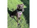 Kodiak Labrador Retriever Adult Female