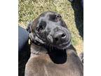 Skylar Labrador Retriever Adult Female