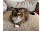 Rocky Domestic Longhair Senior Male