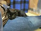 Fig Domestic Shorthair Kitten Female