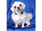 Odie Tzu Shih Tzu Senior Male
