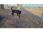 Turner Labrador Retriever Young Male