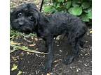 Predictor Pete cavapoo Puppy Male