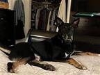 Mav German Shepherd Dog Adult Male
