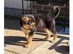 Moses German Shepherd Dog Puppy Male