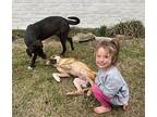 Huck and Finn-Please see us! Retriever (Unknown Type) Young Male