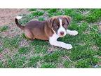 Dante Mixed Breed (Medium) Puppy Male