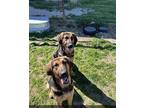 Fern & Petal Bloodhound Adult Female