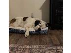 Bernie St. Bernard Senior Male