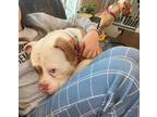 Tonka OS American Bulldog Young Male
