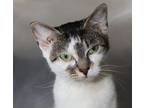 Sassy Domestic Shorthair Kitten Female
