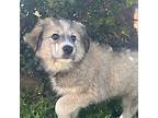 Ethel Great Pyrenees Puppy Female