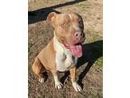 Buck-O American Pit Bull Terrier Adult Male