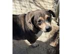 Jaxson Beagle Adult Male
