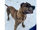 Goliath Cane Corso Adult Male