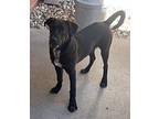 Shadow Labrador Retriever Young Male