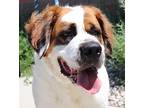 Josie St. Bernard Adult Female