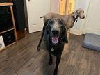 Duke Weimaraner Young Male