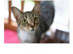 Adopt Kate a Domestic Short Hair, Tabby
