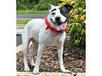 Adopt LULA a Bull Terrier