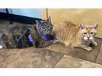 Adopt Catherine (Catie) a Tabby