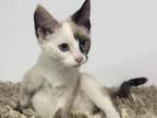 Sweet Princess Siamese
