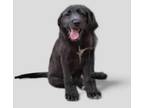 Adopt Fibonacci Sequins a Airedale Terrier, Catahoula Leopard Dog