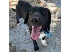 Adopt Sr. James a Border Collie, Black Labrador Retriever