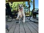 Adopt Walter a Retriever, Anatolian Shepherd