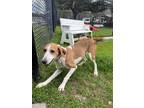 Jenny (HW+) Hound (Unknown Type) Adult Female