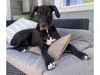 Echo Great Dane Adult Female