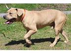 Beast 39293 Mastiff Adult Male