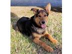 TRENT THE GSD TEENAGER German Shepherd Dog Young Male