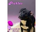 Pickles Labrador Retriever Young Female
