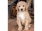 PUPPY KINDHEARTED KENNY Golden Retriever Puppy Male